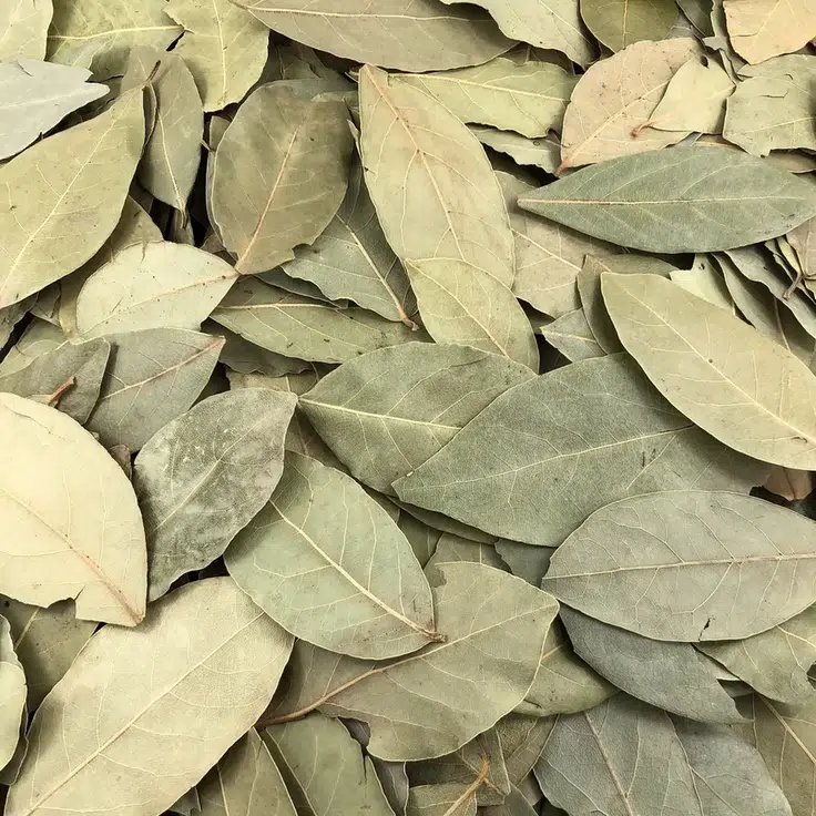 35 Laurel Hojas